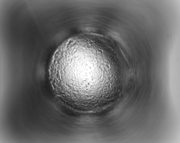 X0000088420259200706051217
