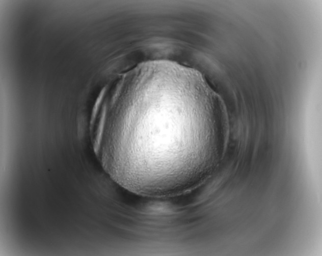 X0000088420283200706051217