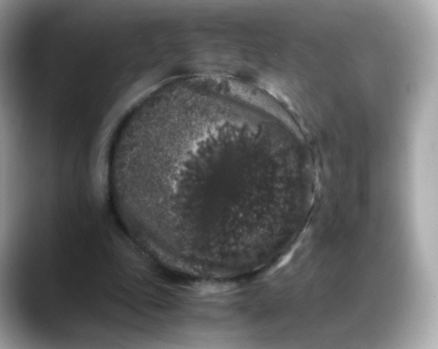 X0000088420343200706051215