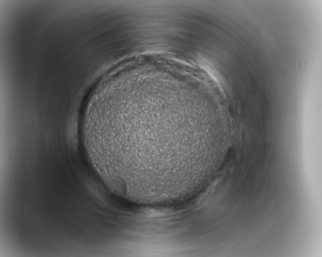 X0000088420346200706051215