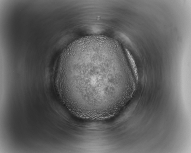 X0000088420366200706051216