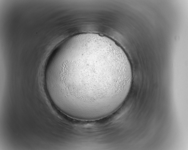 X0000088420433200706051214