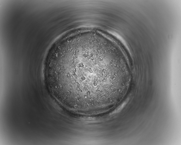 X0000088420783200706051211