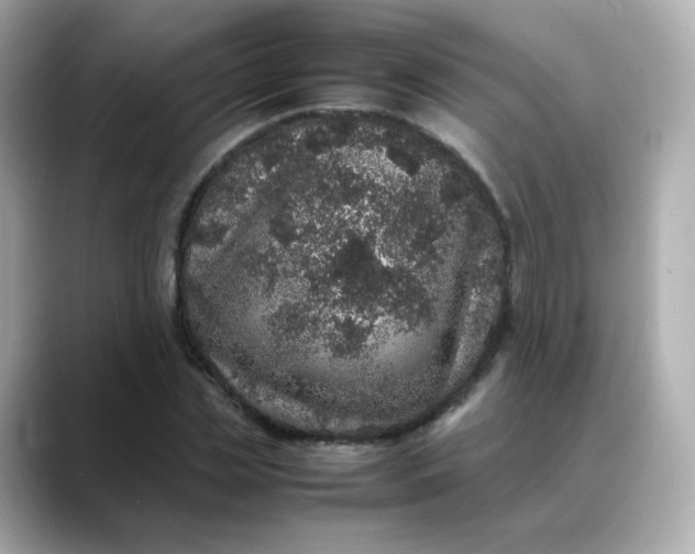 X0000088420829200706051210