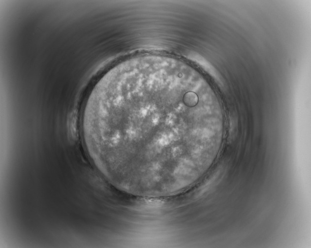 X0000088420878200706051210