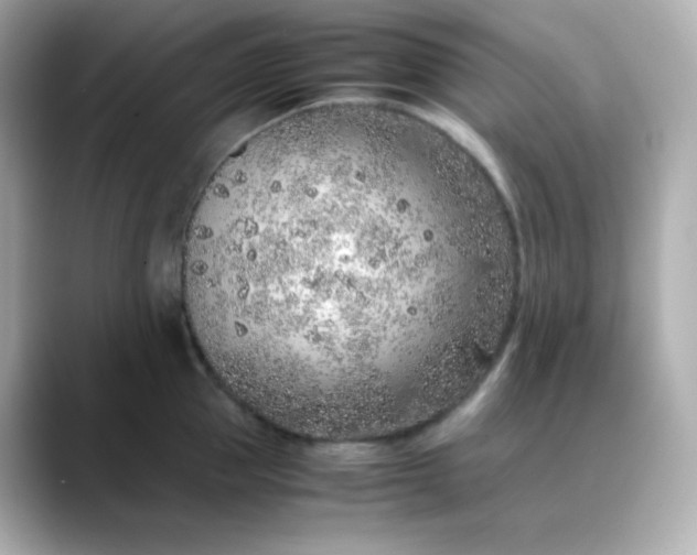 X0000088420953200706051209