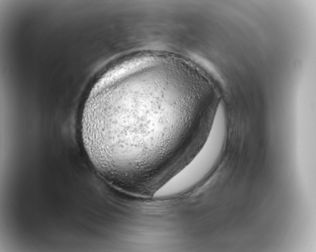 X0000088421264200706051205