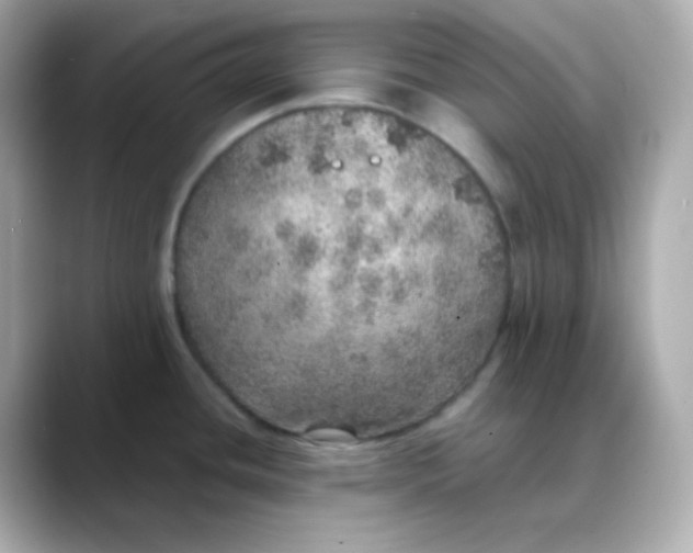 X0000088421436200706051203
