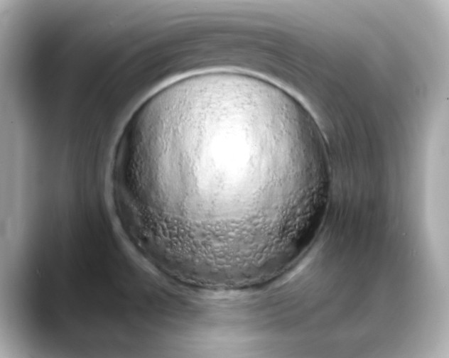 X0000088421534200706051202