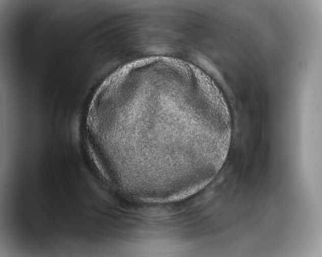 X0000088420106200706121440