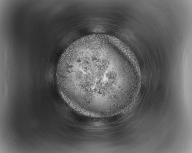 X0000088420175200706121439