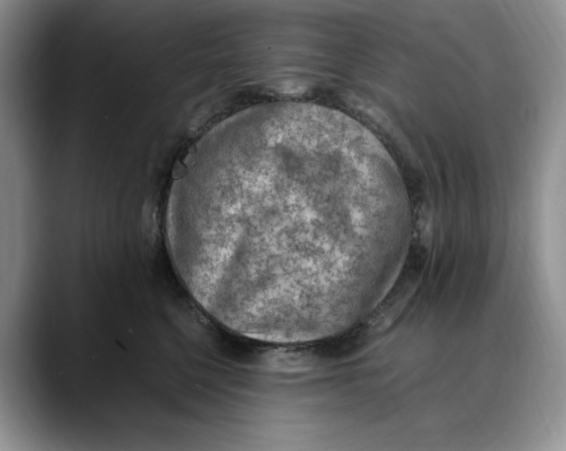 X0000088420568200706121434