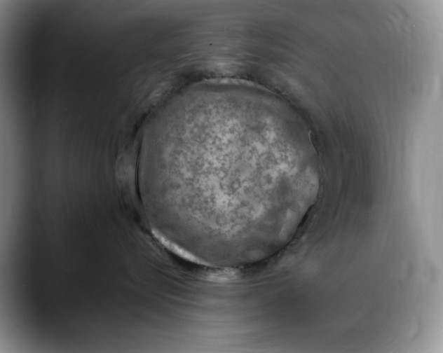 X0000088420576200706121435