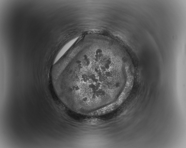 X0000088420695200706121433