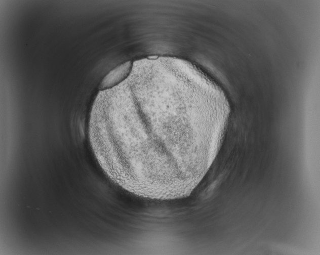 X0000088420062200706191223