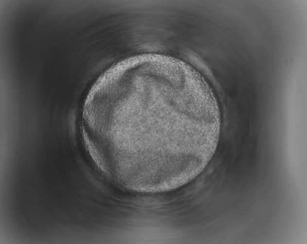 X0000088420106200706191223