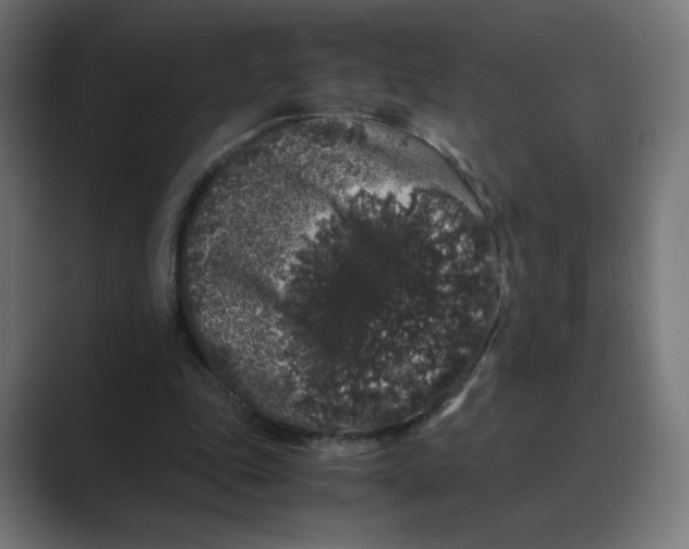 X0000088420343200706191220