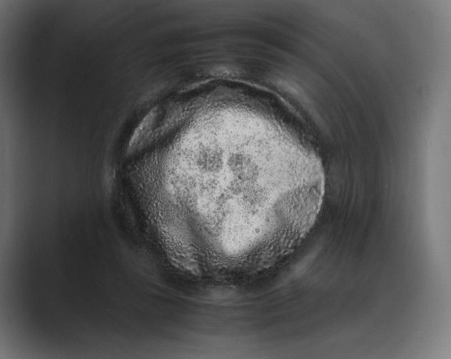 X0000088420355200706191220