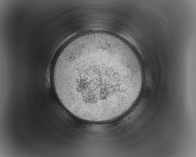 X0000088420782200706191215
