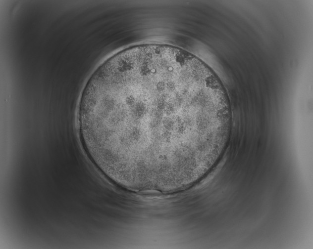 X0000088421436200706191208