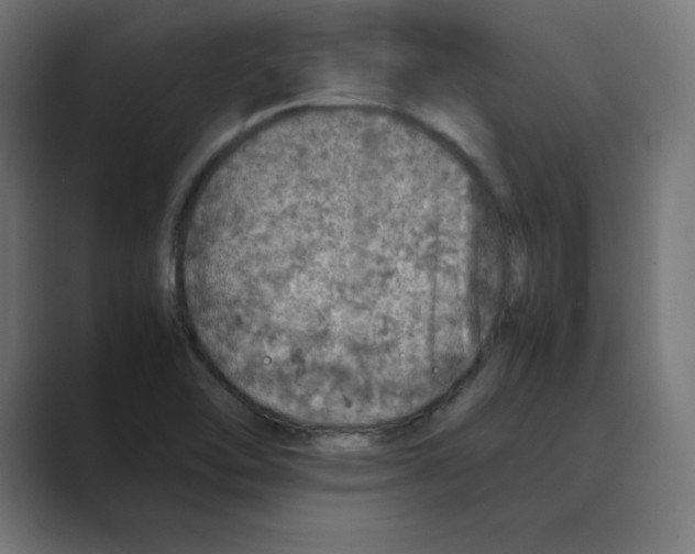 X0000088421462200706191207