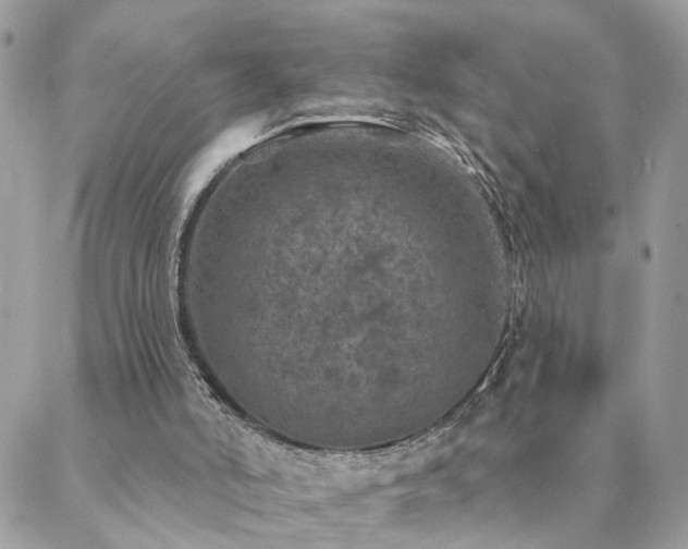 X0000088430006200705221259