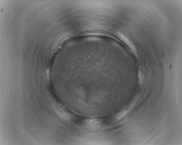 X0000088430117200705221257