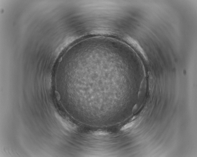 X0000088430204200705221255