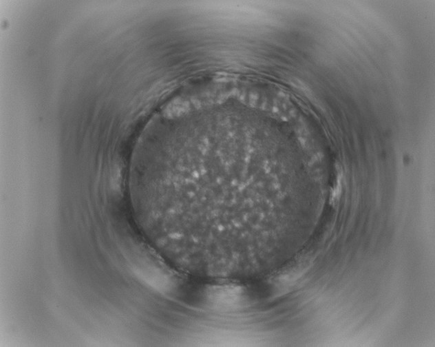 X0000088430266200705221254