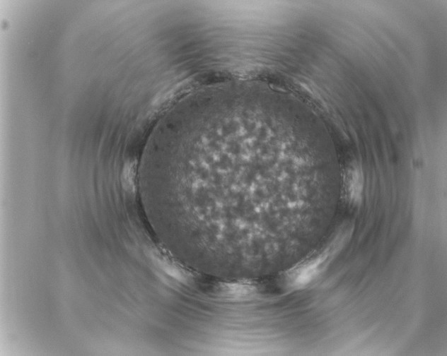 X0000088430286200705221255