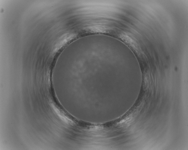 X0000088430398200705221252