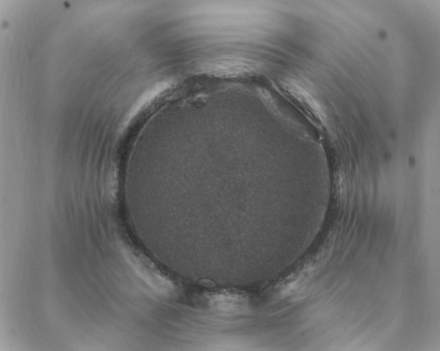 X0000088430400200705221252