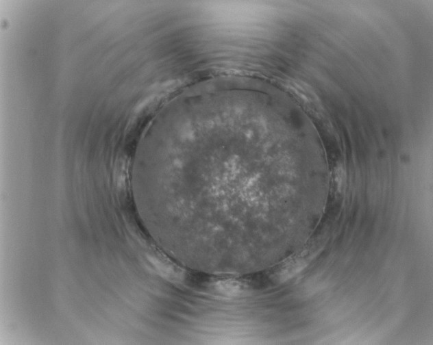 X0000088430423200705221252