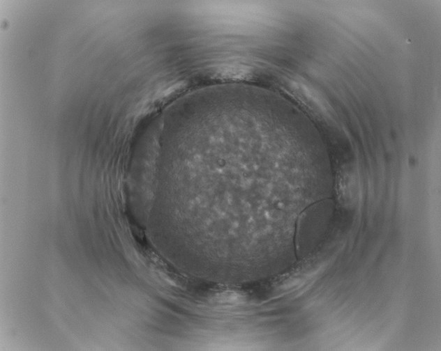 X0000088430551200705221250