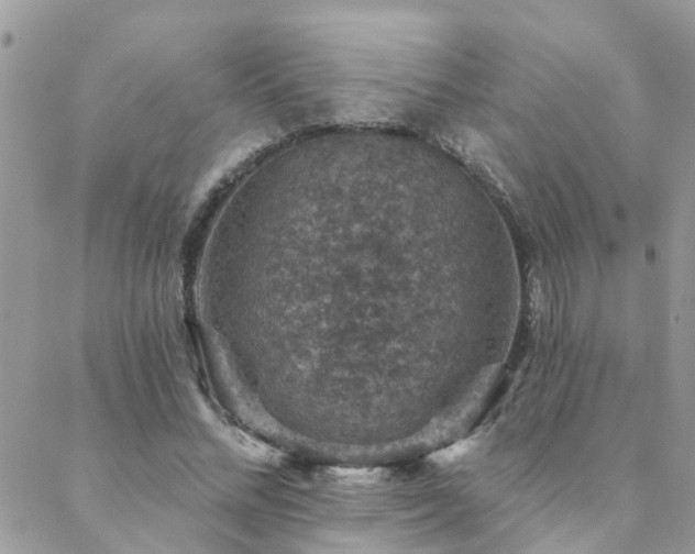 X0000088430684200705221248