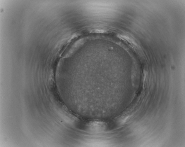 X0000088430748200705221247