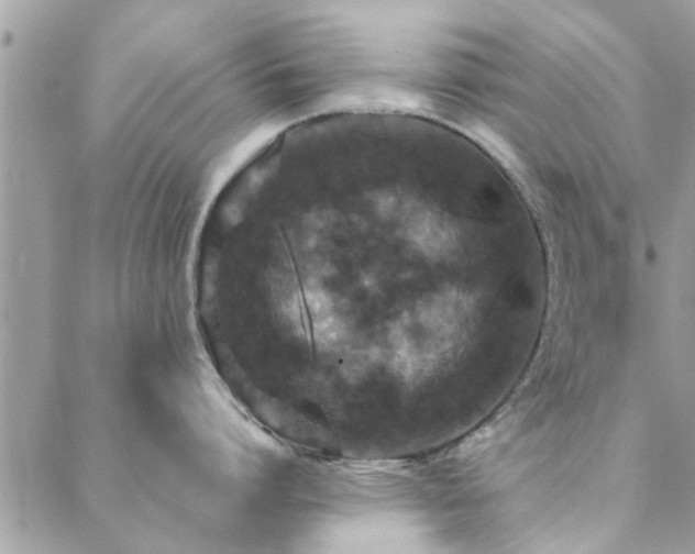 X0000088430864200705221245