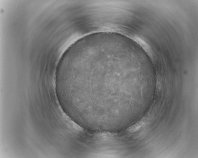 X0000088430950200705221244