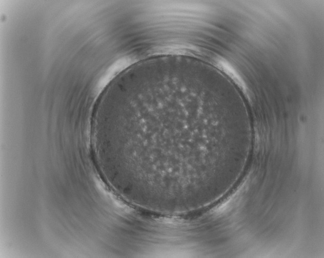 X0000088430994200705221243