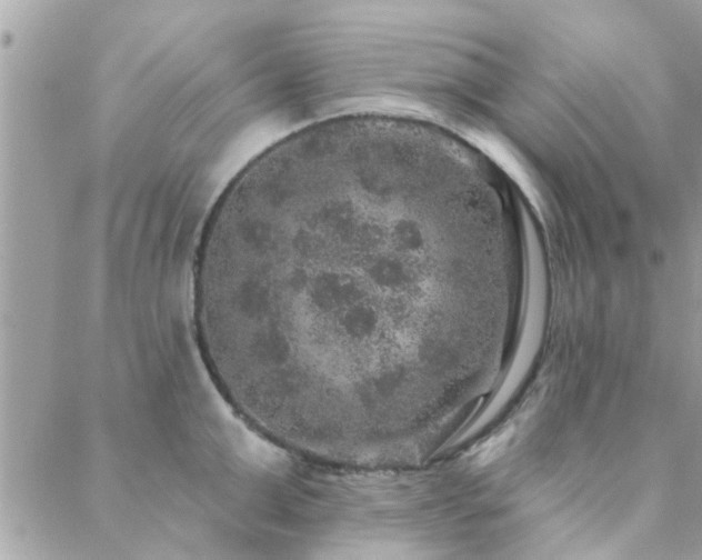 X0000088430999200705221242