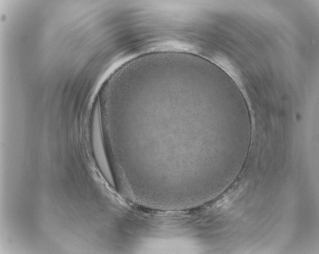 X0000088431008200705221242