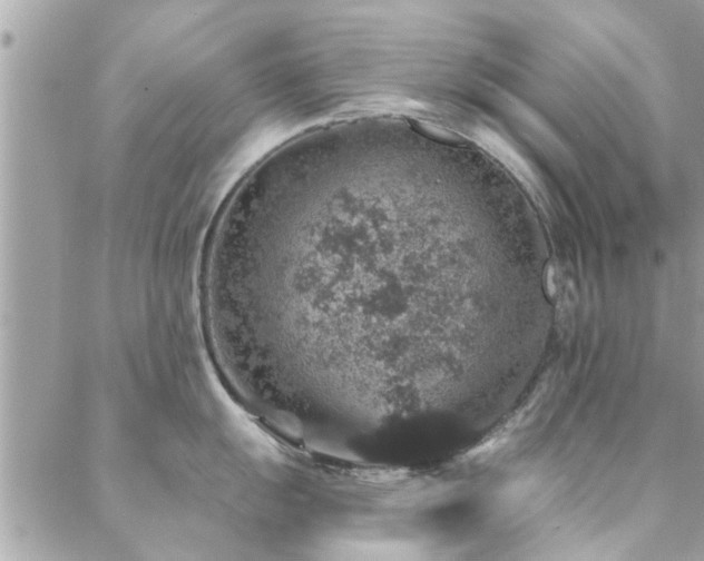 X0000088431055200705221242