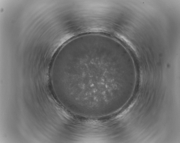 X0000088431170200705221240