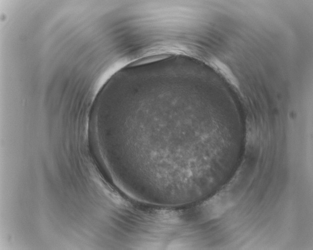 X0000088431226200705221239