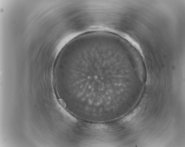 X0000088431239200705221239