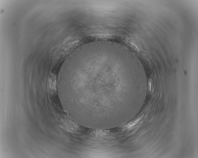 X0000088431251200705221238