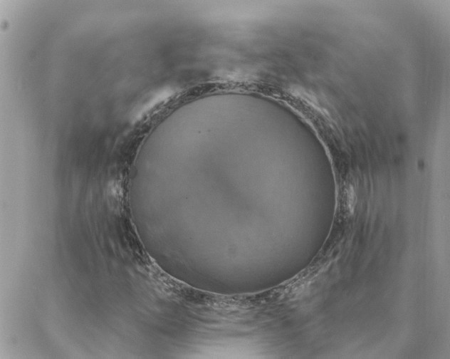 X0000088431254200705221238