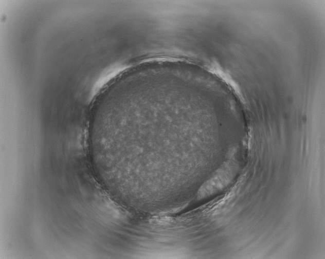 X0000088431352200705221237