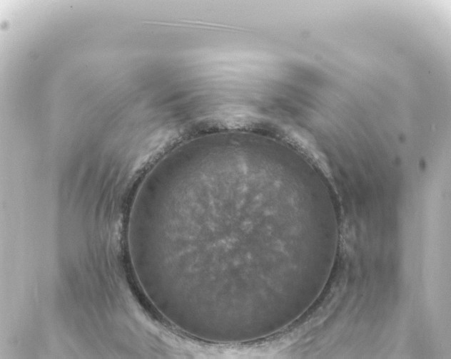 X0000088430018200705291536