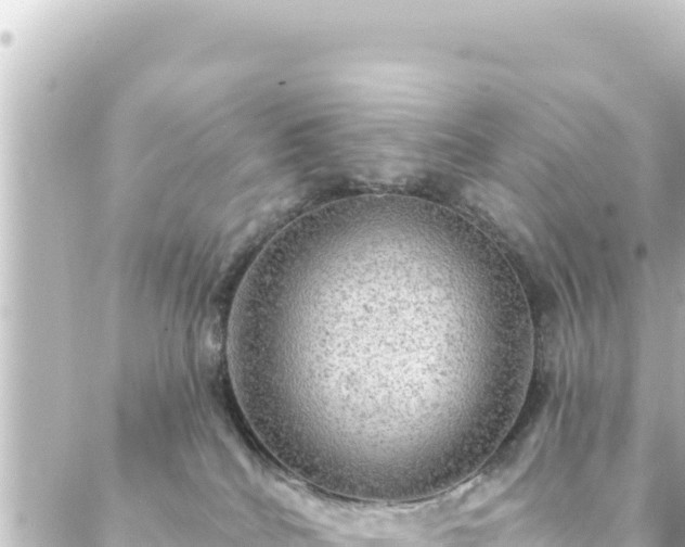 X0000088430040200705291536